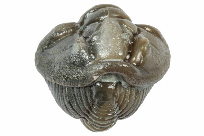 Wide Enrolled Flexicalymene Trilobite - Mt Orab, Ohio #358131